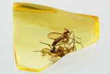 Detailed Fossil Fungus Gnat (Mycetophilidae) In Baltic Amber #372584-1